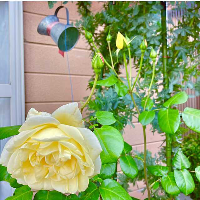 takakoの-幸せの黄色いバラを母の日プレゼントに2024年5月頃開花【バラ鉢植え大苗】幸せの黄色のバラ　黄色いバラ　　テラコッタ鉢入りの家具・インテリア写真