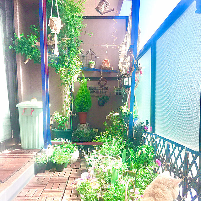 naokoの-黄金葉 オレガノ ノートンズゴールド 2.5号ロングポット苗 オーレア ハーブ 寄せ植え 花壇 鉢植え カラーリーフ グランドカバーの家具・インテリア写真