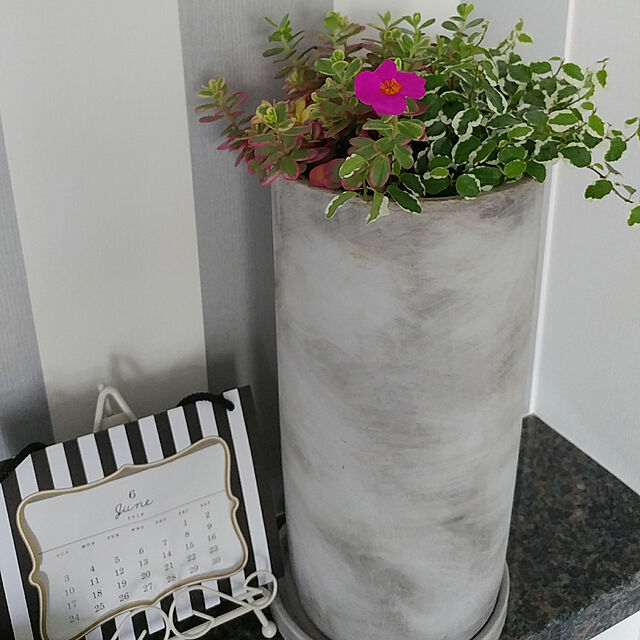takumamaの-植木鉢 おしゃれ セメントポット MM015-230 7.5号(23cm) / 陶器鉢 白 黒 コンクリートの家具・インテリア写真