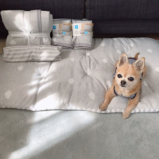Emiのニトリ-ひんやりお昼寝マット(Nクール クモ Q) の家具・インテリア写真