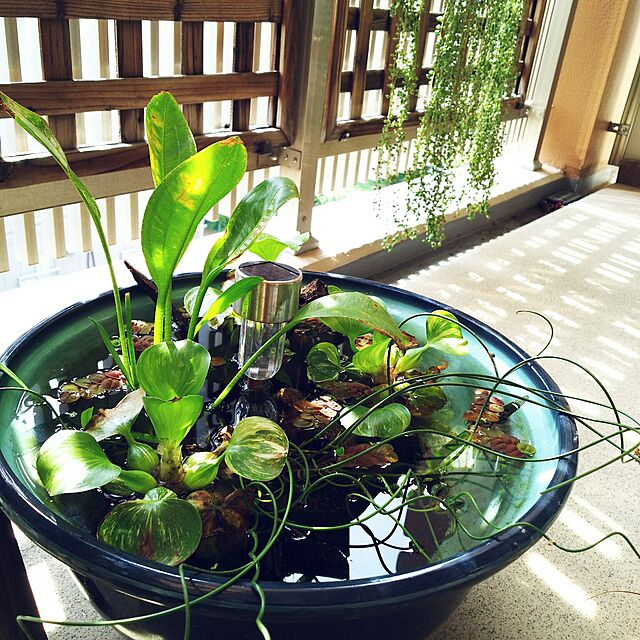 完全送料無料 ビオトープ 水辺植物 ポンテデリア ランケオラータ １ポット 抽水植物