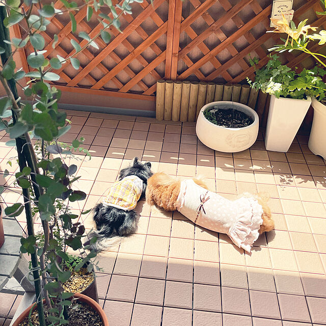 Harumiの-TOTO TOTOタイルユニット「バーセア」100×9枚角ユニット(10枚セット)(サニーベージュ) cp5t AP10MG01UFRJの家具・インテリア写真