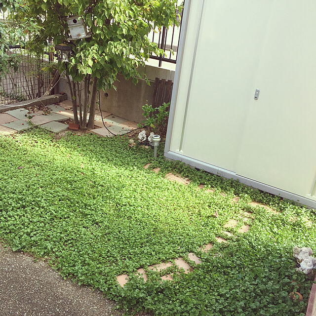 me_sweetの福花園種苗-【種子】ダイカンドラ 福花園種苗のタネの家具・インテリア写真