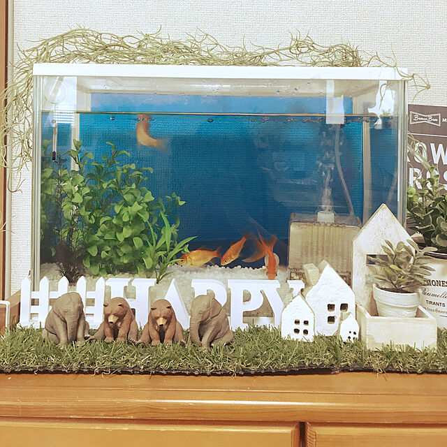 chiekawa63のジェックス-ジェックス ガラス 金魚元気 水きれいセット Lの家具・インテリア写真