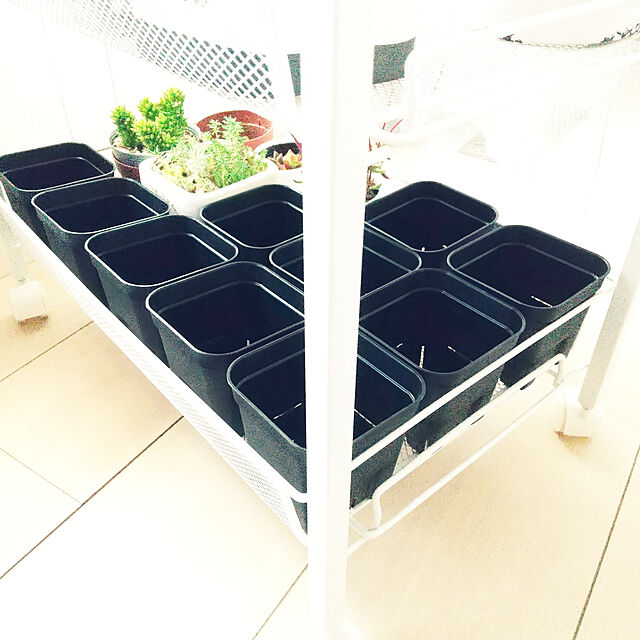 meiのアップルウェアー-プレステラ90（10個セット）プラスチック鉢 プランター 2.5号鉢 実生 育苗 多肉植物 サボテン 用の家具・インテリア写真