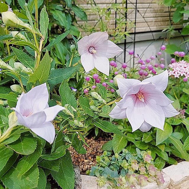 aikkoの-オレガノ 花 苗 ミルフィーユ リーフ 1株 観賞用 ハーブ 鉢植え 春 夏 宿根草の家具・インテリア写真