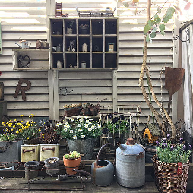kokkomachaの-コツラ バルバータ　花ほたる ハナホタル（3.5号） 福花園の家具・インテリア写真