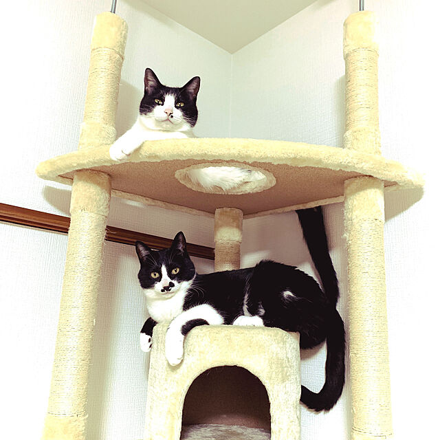 yokoのアイリスオーヤマ(IRIS OHYAMA)-キャットタワー 突っ張り 猫タワー スリム おしゃれ おすすめ キャット 猫 タワー 大型 大型猫 ツイン突っ張り 突っ張り式 爪とぎ 麻 多頭飼いの家具・インテリア写真