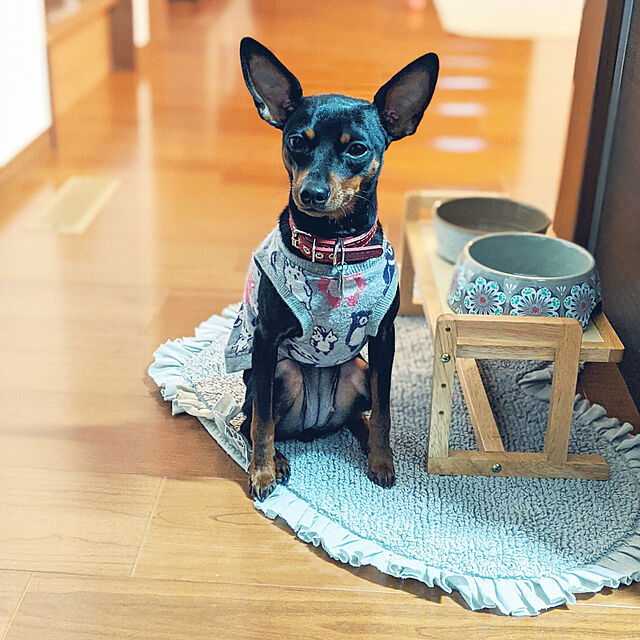 shizuponのJW Pet Company-Tar Hong（タールホン）犬用食器 マジョルカボウル S サイズ グレーの家具・インテリア写真