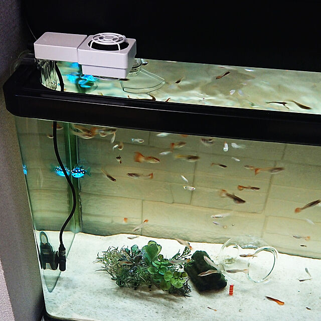 mmfamilyの-ジェックス　アクアクールファン　レギュラー　(1個)　〜60cm水槽用　冷却ファン　観賞魚用品の家具・インテリア写真