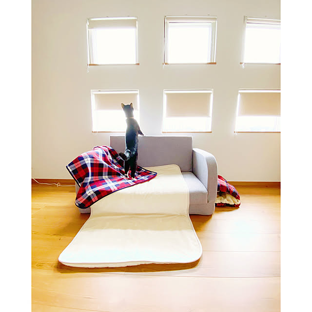 star..のニトリ-電気敷き毛布(o NT-40S) の家具・インテリア写真