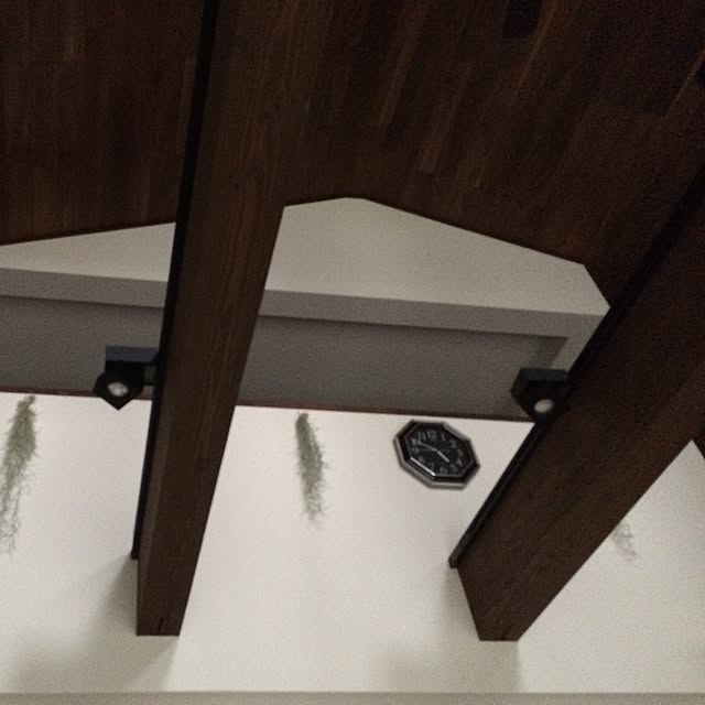 purimomamaの-チランジア：ウスネオイデス（スパニッシュモス）[吊るすだけ！管理簡単なエアプランツの仲間]の家具・インテリア写真