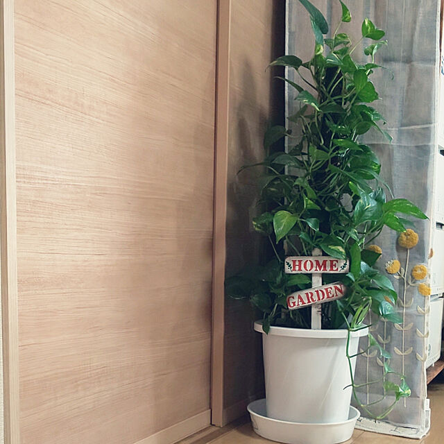 mmpoohのMAKIMO PLANT-ポトス 10号サイズタワー仕立ての家具・インテリア写真