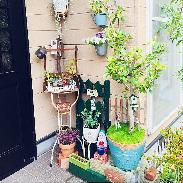 takakoの-宿根草 八重咲き かすみ草 ジプシー ピンク １株の家具・インテリア写真