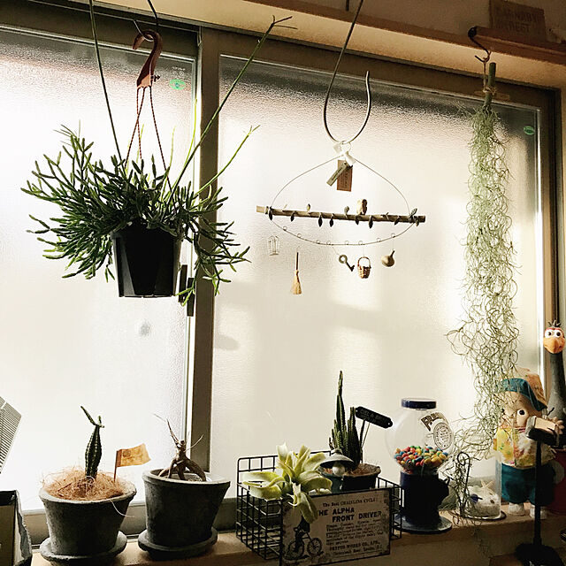 panchanの-観葉植物：リプサリス （吊り鉢）*4号　多肉植物の家具・インテリア写真