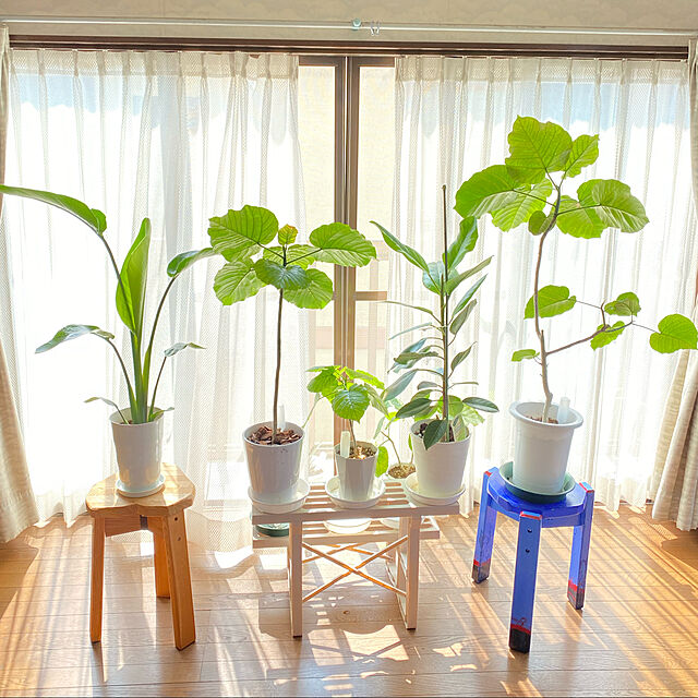 miporinの-フィカス アルテシーマ 4号鉢 ゴムの木 観葉植物の家具・インテリア写真