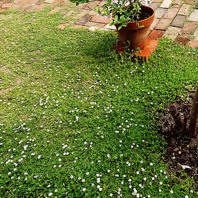 pyocoの日光種苗-クラピア k7(白花) ９cmポット苗の家具・インテリア写真
