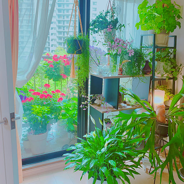 Tenの-プテリス アルボリネアータ（3号）観葉植物の家具・インテリア写真