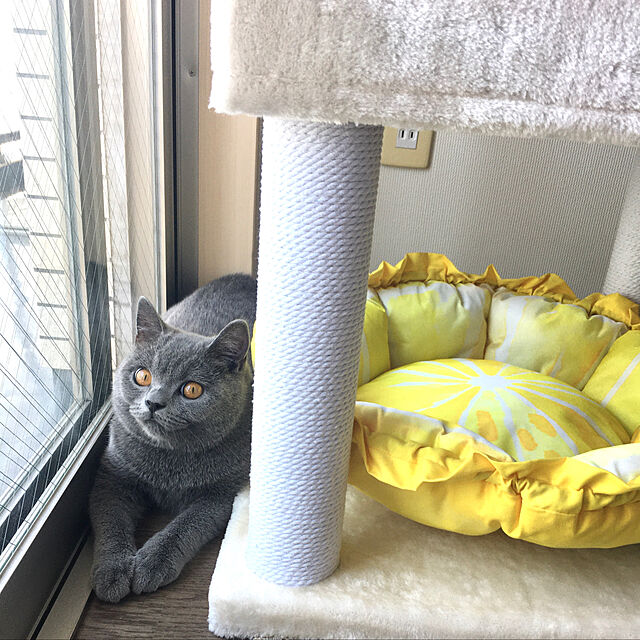 kittyのニトリ-犬・猫用ペットベッド(Nクール o-i レモン) の家具・インテリア写真