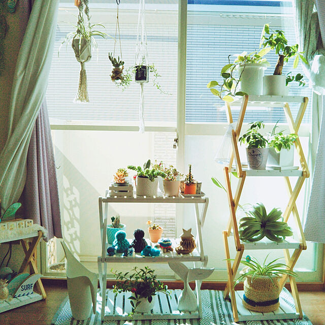 chikoの-【送料無料】育てやすい観葉植物「ホヤ・カルノーサ」の家具・インテリア写真