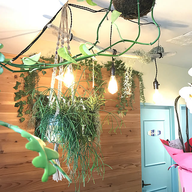 springの-吊り下げ観葉植物 リプサリス・カスッサ吊るすインテリアグリーン　常緑　育てやすい　陰に強いの家具・インテリア写真