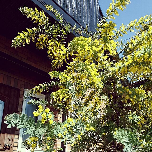 maryKayoの-■良品庭木苗■ミモザアカシア2.5cmポット苗の家具・インテリア写真