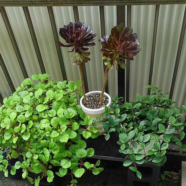 Renの-観葉植物　多肉植物：アエオニウム　黒法師*白モスポットの家具・インテリア写真