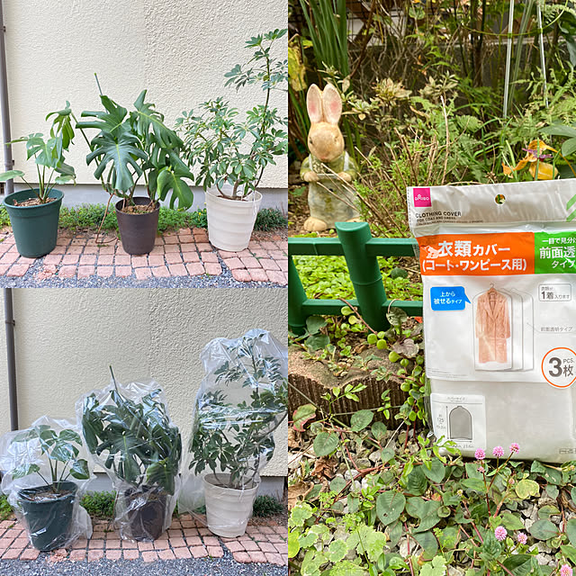 miporinの［観葉植物の専門店 彩植健美］-観葉植物 本物 選べる観葉植物 6号鉢 (モンステラ, ブラック) 【セラアート鉢】の家具・インテリア写真