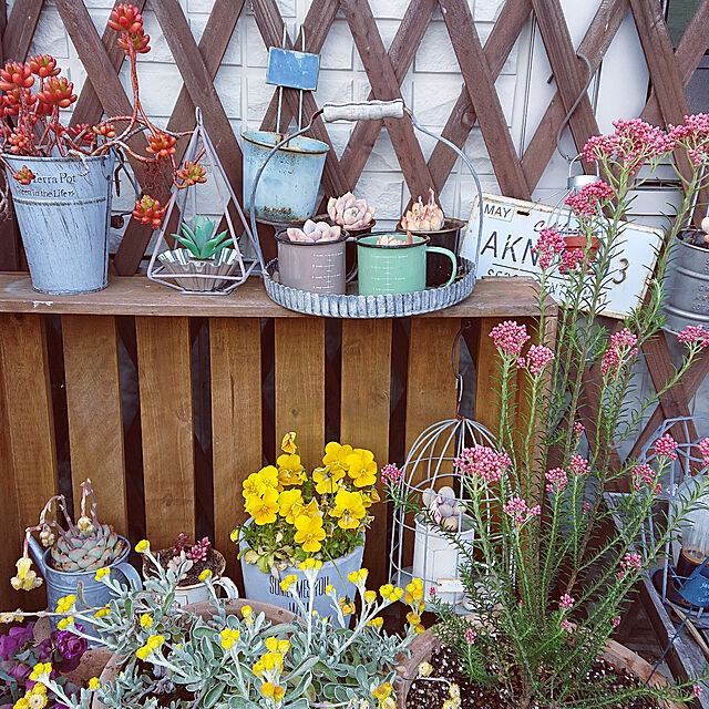 yumikanaの-草花の苗/ライスフラワー・ロイヤルピンク2.5～3号ポットの家具・インテリア写真