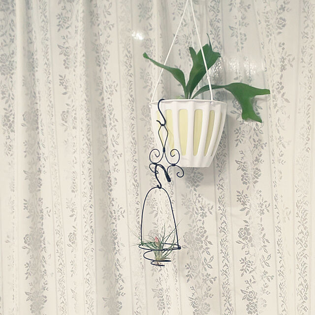 mmpoohの-（観葉植物）エアープランツ　ティランジア　ストリクタ　シルバー（１株）の家具・インテリア写真