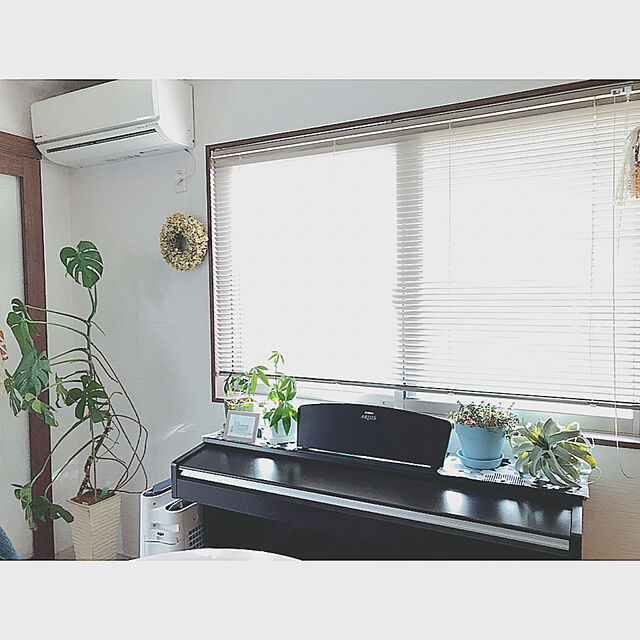 sayのポッシュリビング-キセログラフィカ エアプランツ おしゃれなフェイクグリーン 観葉植物 造花 インテリア チランジア ティランジアの家具・インテリア写真