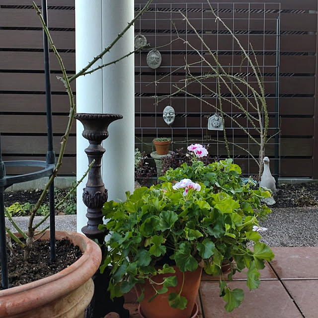 写真付きレビュー 草花の苗 22年9月中下旬予約 スーパーゼラニウム チャンピオン キャロル3号ポットの通販商品 口コミ情報 Roomclipショッピング