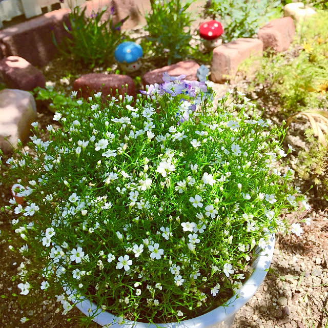 写真付きレビュー 花の苗 切り花用 宿根かすみ草 ブリストルフェアリー 白 2ポット入り 9cmポリポット 花苗 4月上旬より順次発送 の通販商品 口コミ情報 Roomclipショッピング