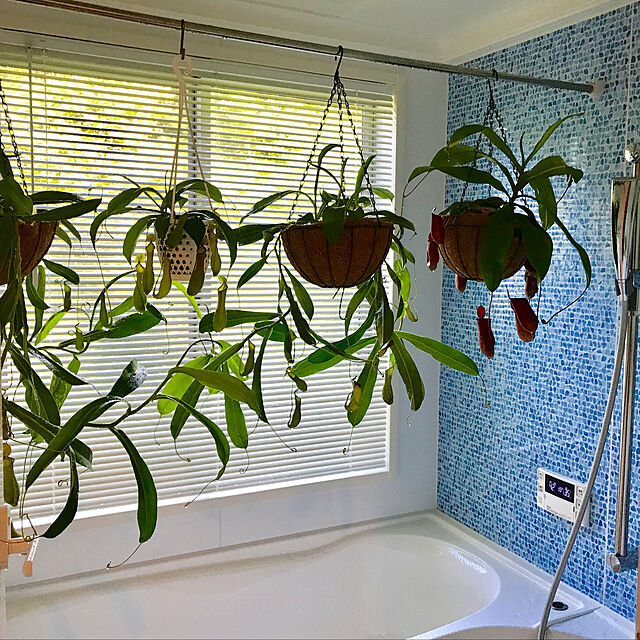sakurasakuの-ネペンテス アラータ 観葉植物 3.5号鉢 アラタの家具・インテリア写真