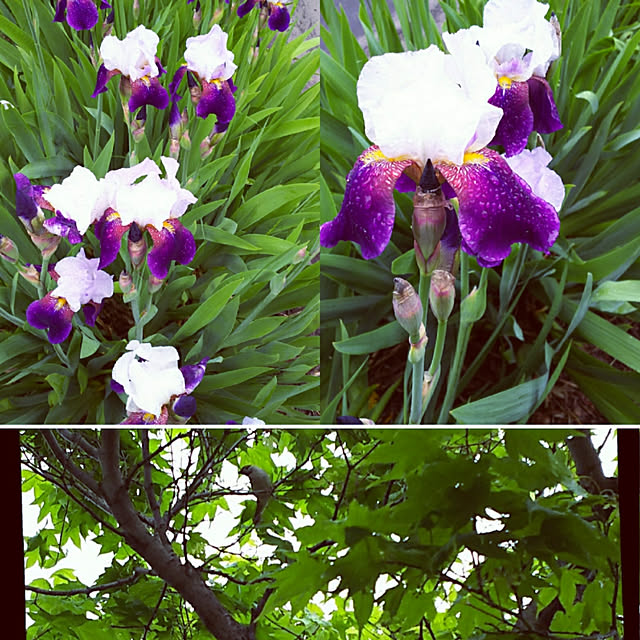 写真付きレビュー 菖蒲 節句 ショウブ 子供の日 端午の節句 初節句 花束 あやめ ショウブ 花束 菖蒲以外の色が選べる こどもの日 こいのぼり 男の子 鉢植え ギフト 花 アレンジメント 鉢花 フラワーアレンジメント 湯 花ギフト ポイント消化 父の日 お中元 誕生日