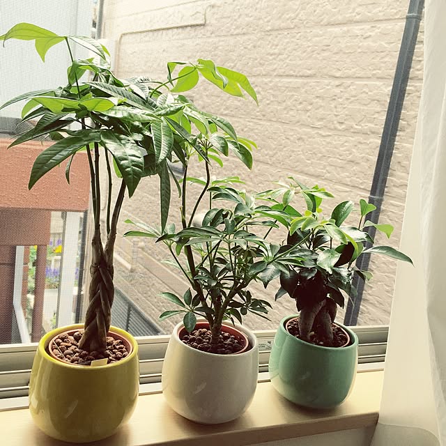 ryoの-観葉植物 ミニ ハイドロカルチャー陶器鉢付き 3鉢セット モンステラ ガジュマル パキラ ドラセナ ウンベラータ サンスベリア ヤシ ポトス シェフレラ ポリシャス インテリア 人気 お祝い ギフト おしゃれ 水耕栽培 あす楽の家具・インテリア写真