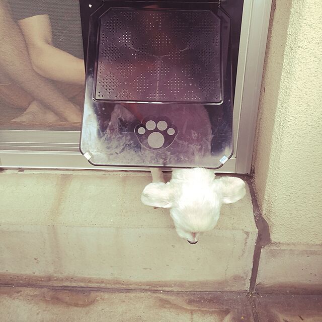 rumikoの-【メール便対応】網戸専用　NEW犬猫出入り口(ネコ・小型犬用)S型　::hst:04の家具・インテリア写真