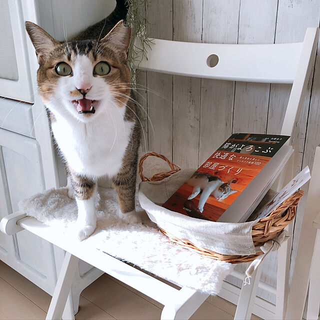 nekomiの-猫がよろこぶ快適な部屋づくり 猫の習性を考えたインテリア実例100 [ 加藤 由子 ]の家具・インテリア写真