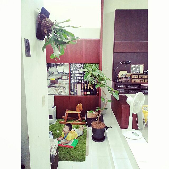 okameの-希少植物：コウモリラン（ビカクシダ）*【6号セラアート鉢】【受け皿付】の家具・インテリア写真