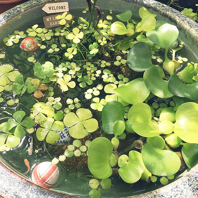 Kiymの-（ビオトープ）水辺植物　メダカの鉢にも入れられる水辺植物　ウォータークローバー　ムチカ（1ポット）　抽水～浮葉植物【HLS_DU】の家具・インテリア写真