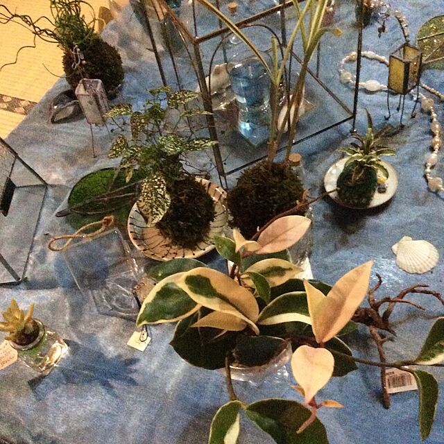 Chisakoの遊恵盆栽-苔玉盆栽：苔玉 出猩々もみじ（受け皿付）*bonsaiの家具・インテリア写真