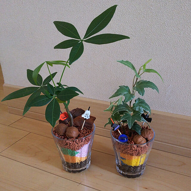 akiwaka-roomの-室内園芸用土 チャコボール 300g [室内で育てるコーヒーの木におすすめ]の家具・インテリア写真
