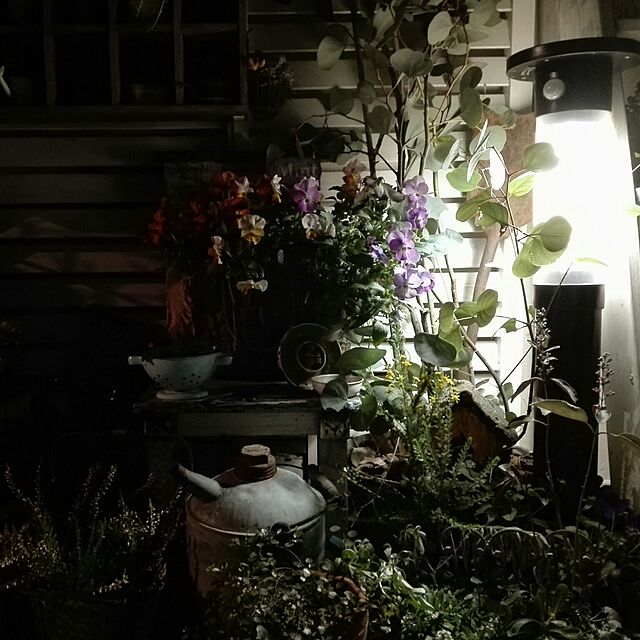 kokkomachaの-■新鮮花壇苗■ユリオプスゴールデンクラッカー9cmポットの家具・インテリア写真
