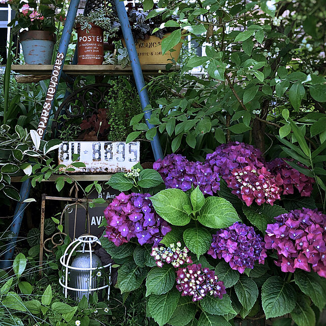 satochanの-珍しい色のあじさい鉢植え ディープパープル 紫色 かご付き　花ギフトの家具・インテリア写真