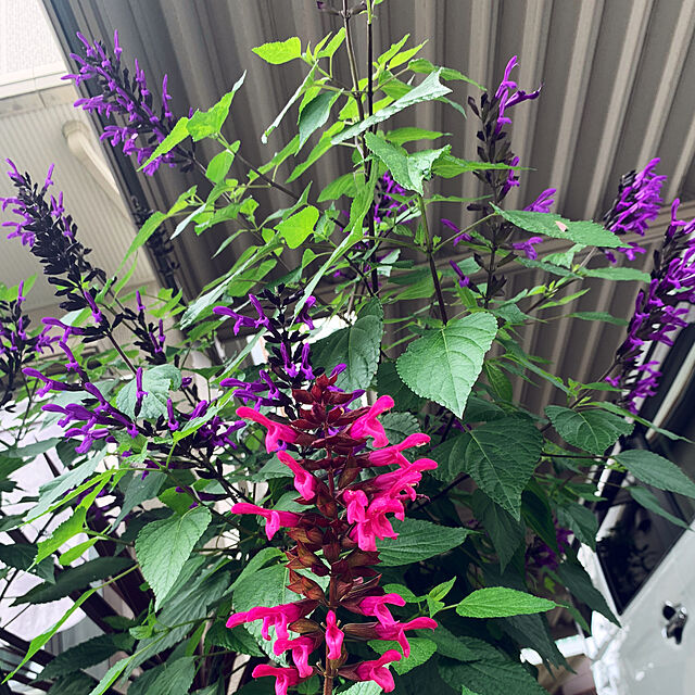 yukarin-gardenの-スーパーサルビア 苗 ロックンロール ピンクスパイダー ピンク花 夏の花の家具・インテリア写真