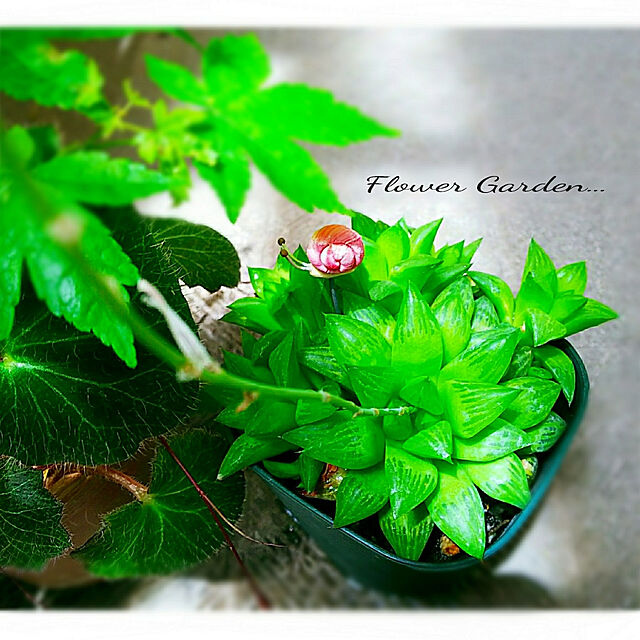 umiumiの遊恵盆栽-多肉植物：ハオルチア シンビフォルミス系*幅7cmの家具・インテリア写真