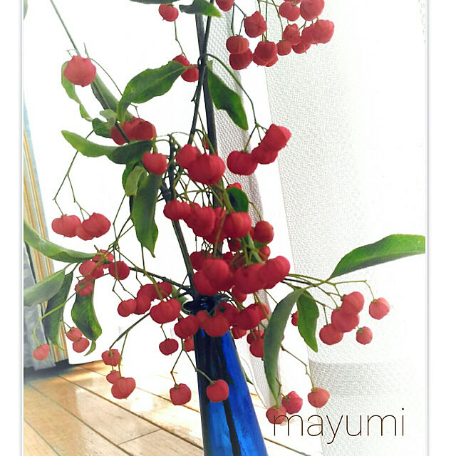 kikusukeの-ツリバナマユミ （吊花まゆみ） 9cmポット苗【やま菜】の家具・インテリア写真