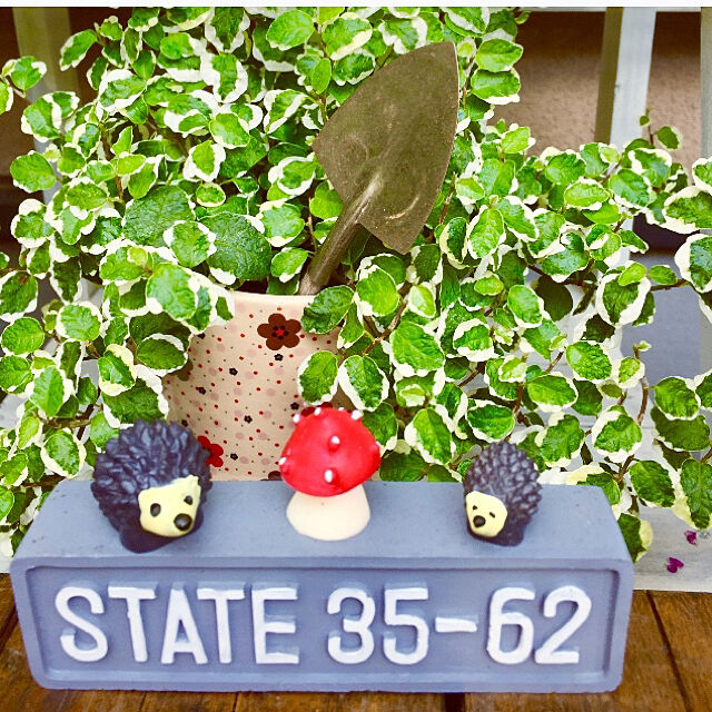 takakoの-※フィカス プミラ 斑入り（3号）【人気】観葉植物の家具・インテリア写真