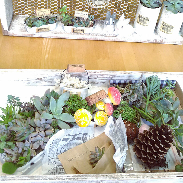 kikusukeの-多肉植物　ポット苗　多肉　エケベリア　初恋の家具・インテリア写真
