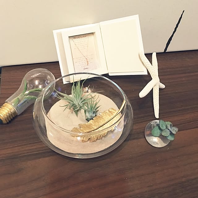 nooonの-天然スターフィッシュ ×5個　 ヒトデ約６～７ｃｍの家具・インテリア写真